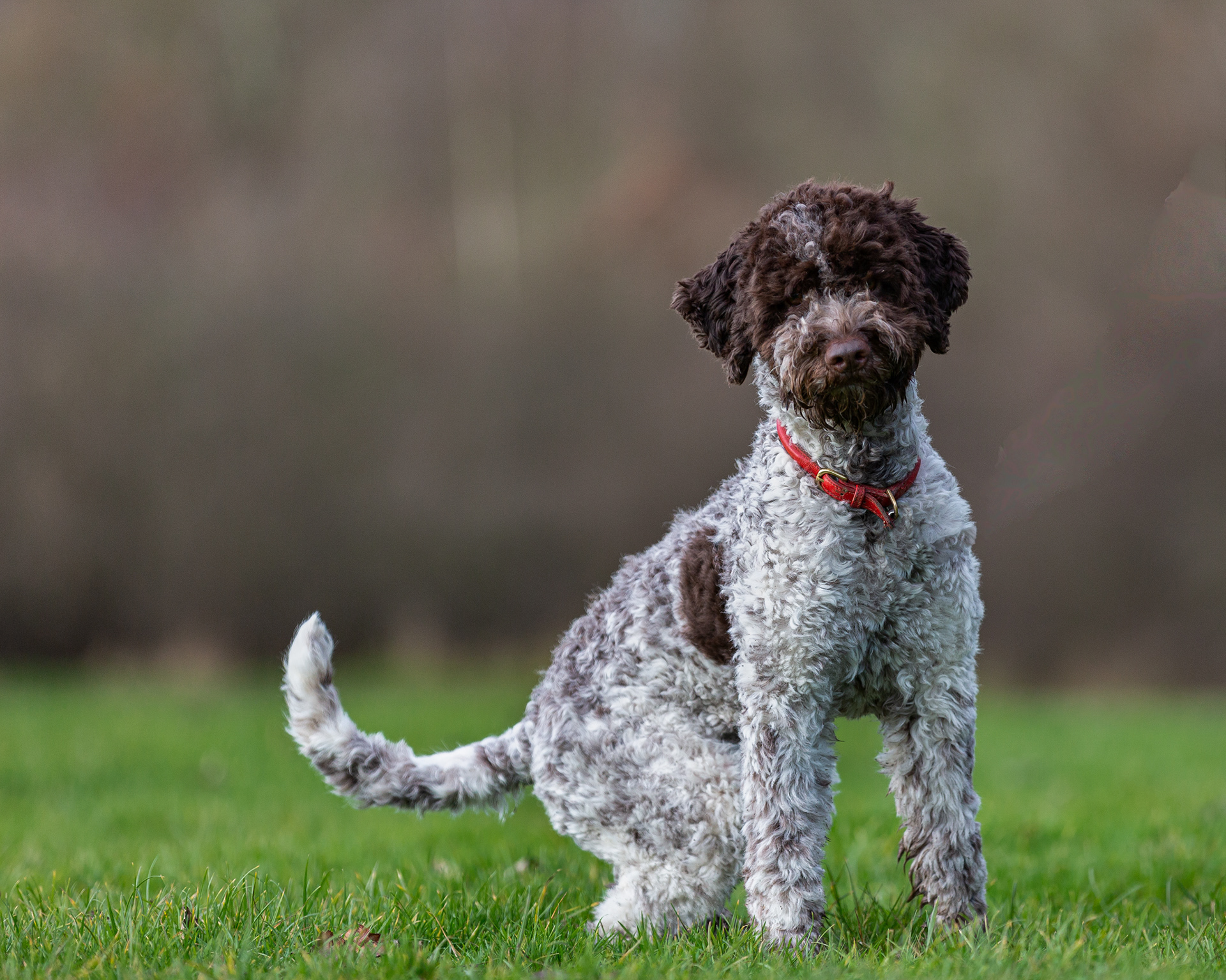 Hersilia ~ Lagotto Romagnolo