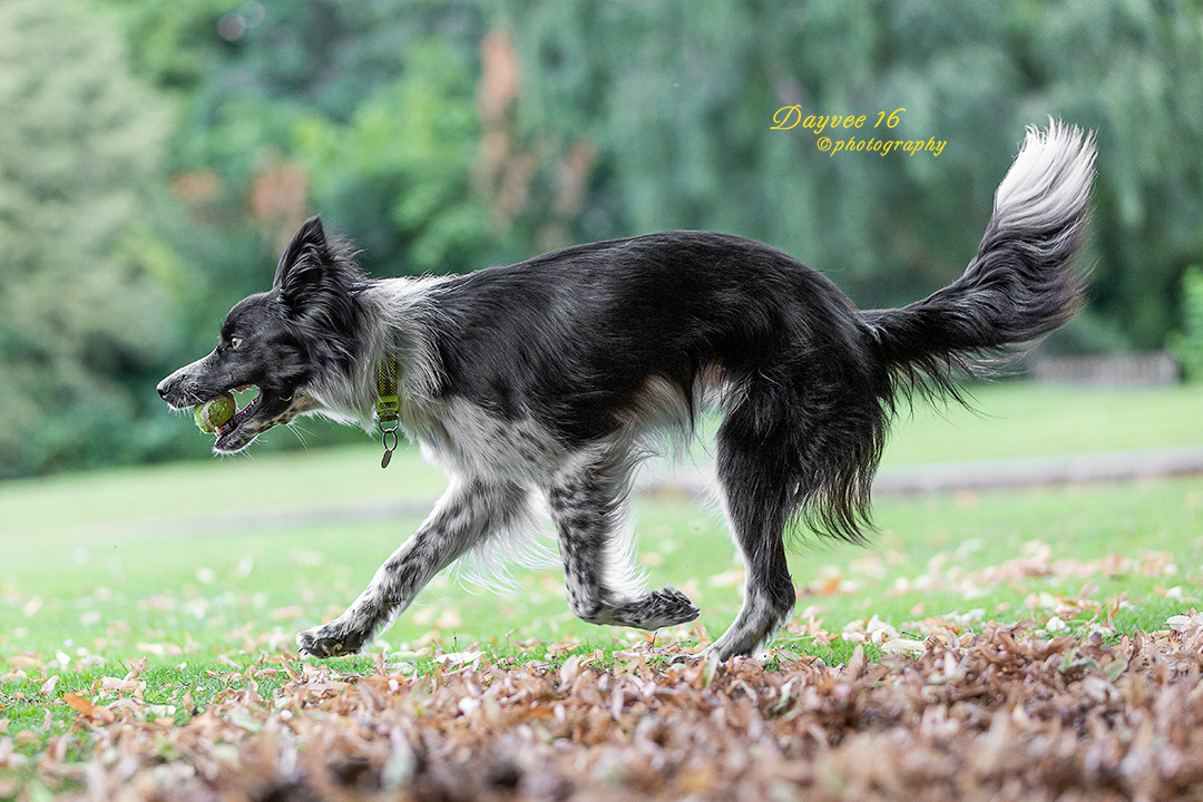 Sirius ~ Border Collie