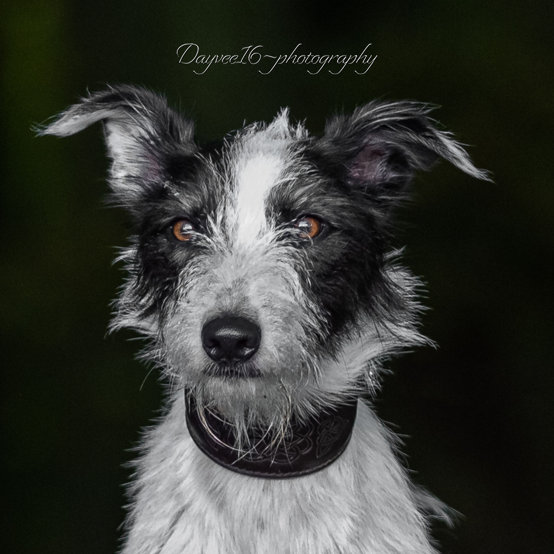 Benji ~ Lurcher
