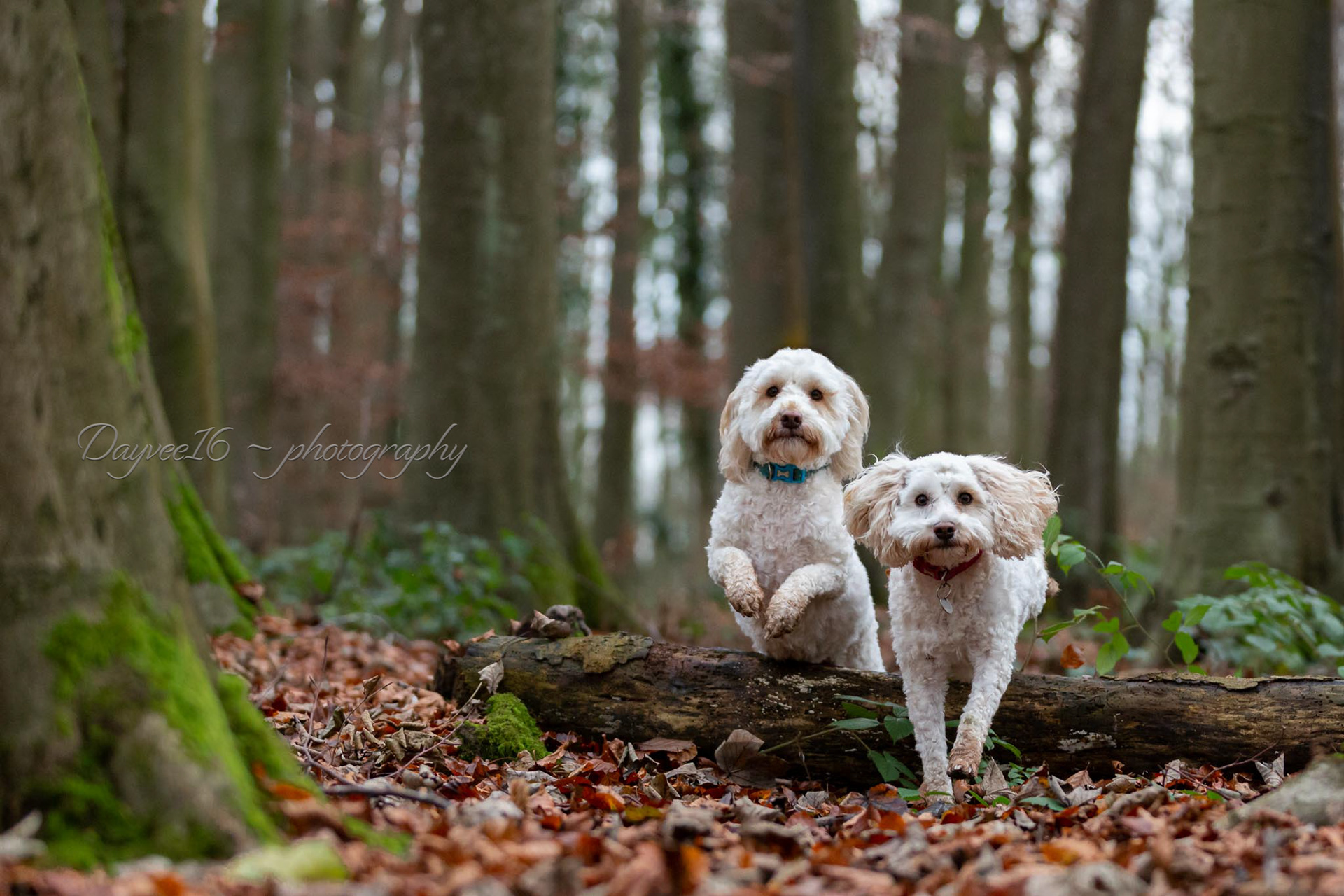 Shelby & Riley ~ Cockapoos