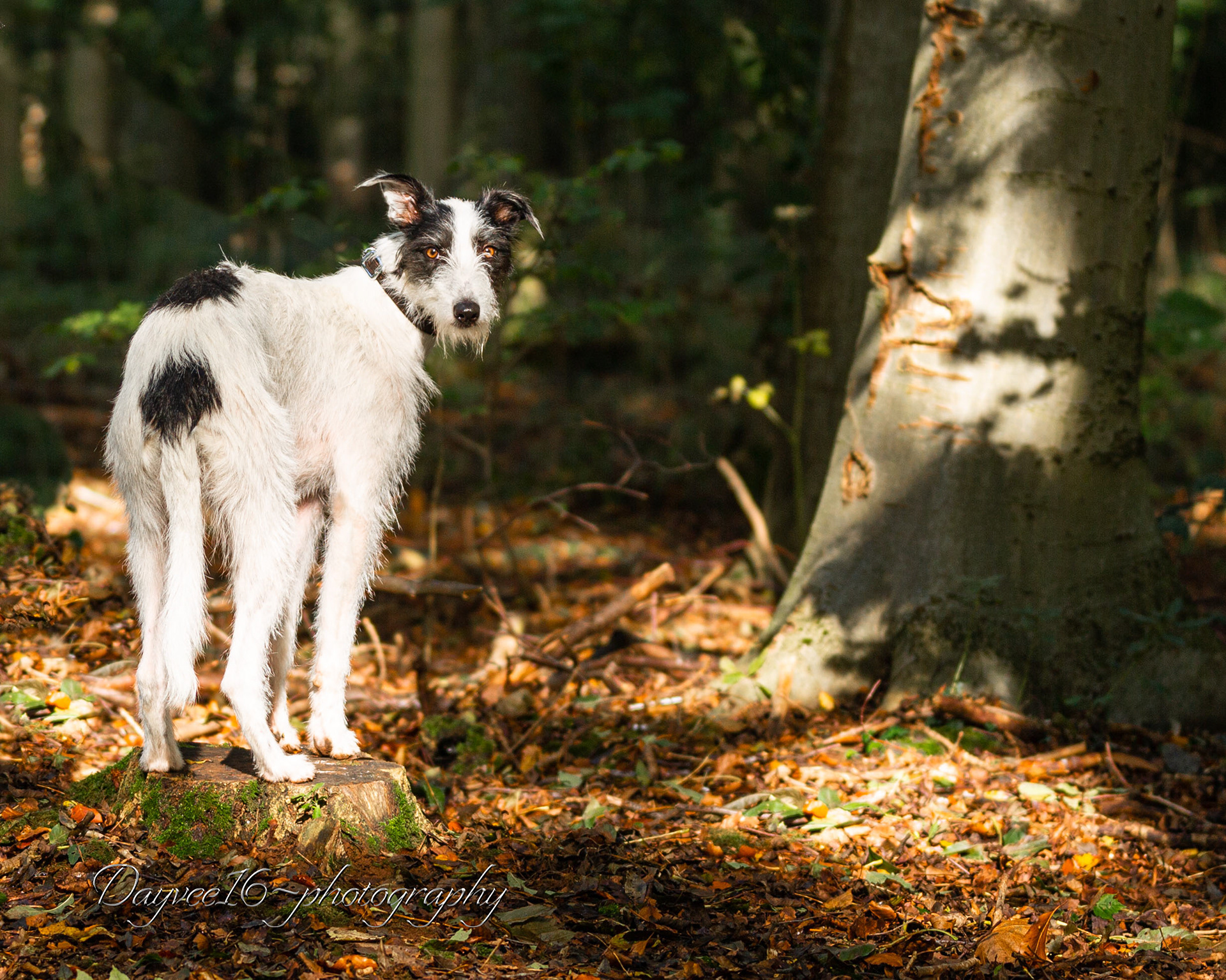 Benji ~ Lurcher
