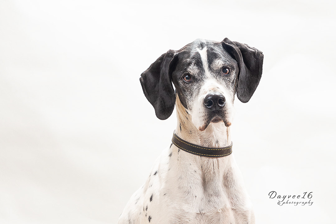 English pointer