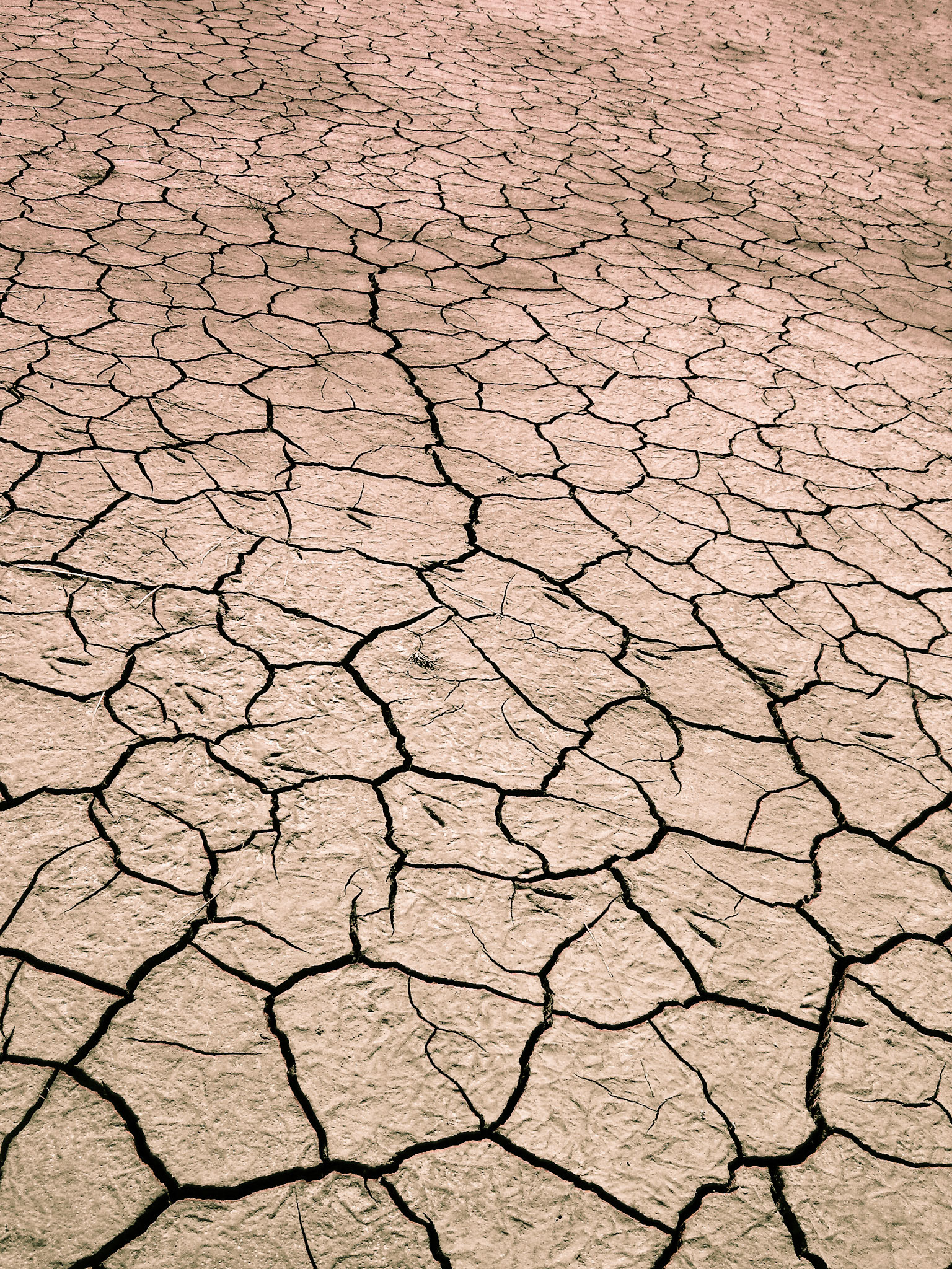 SAMSUNG DIGIMAX D530