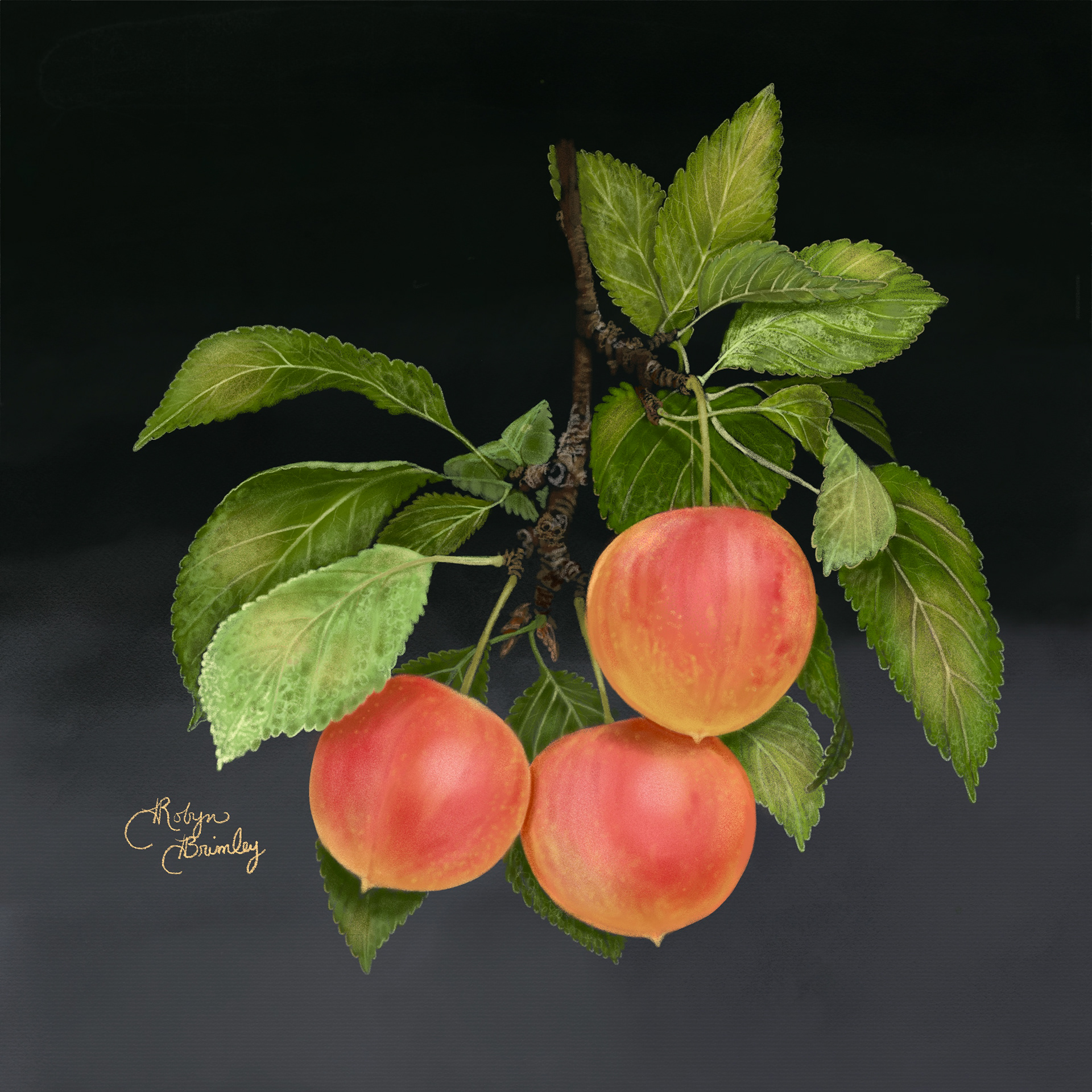 Cherry Plumbs (Eden Utah)