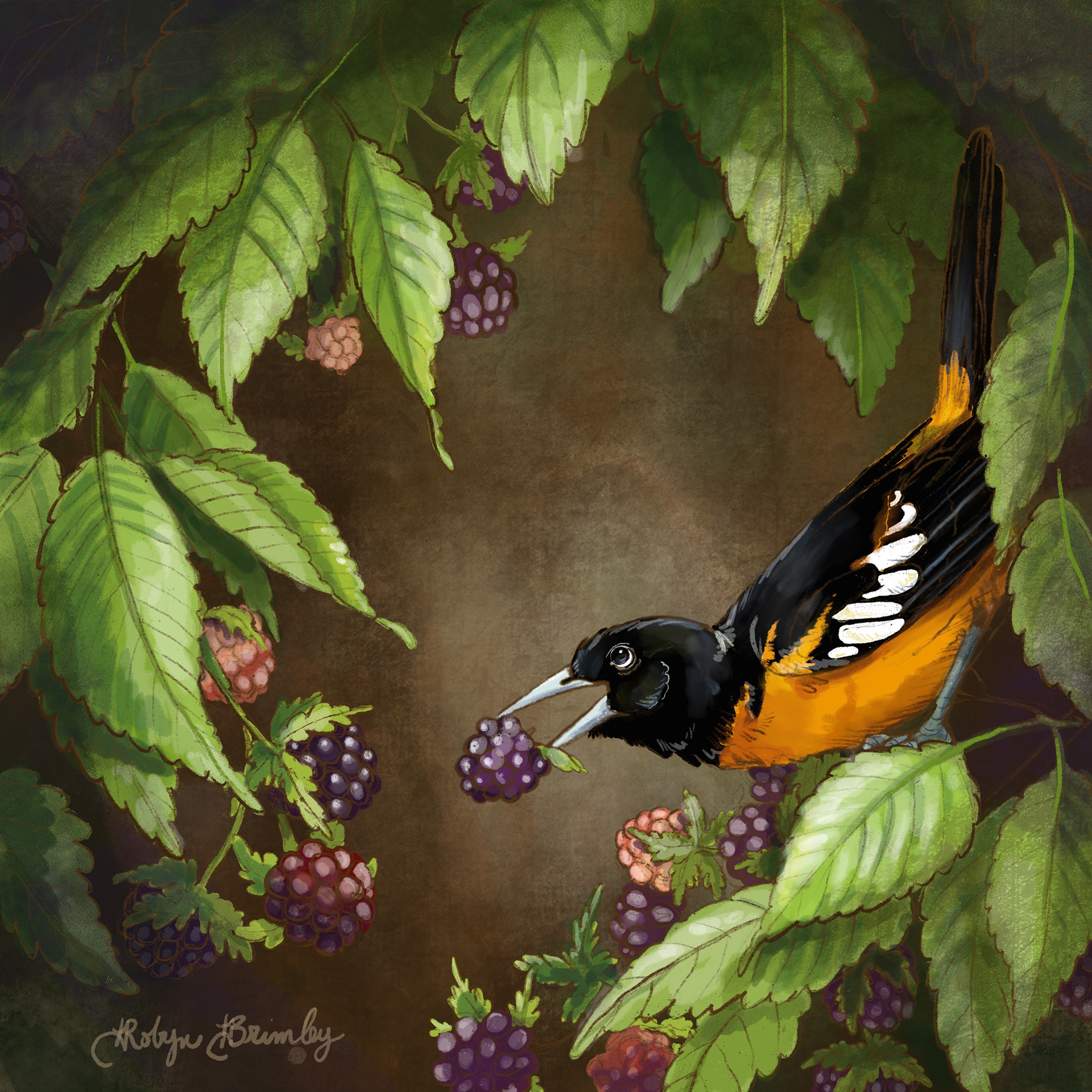 Baltimore Oriole