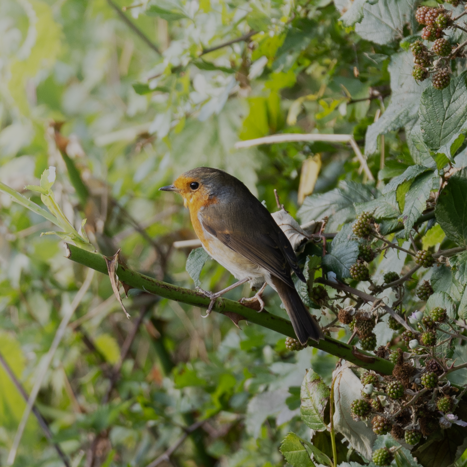 400mm | f8 | 1/100s | ISO 250
