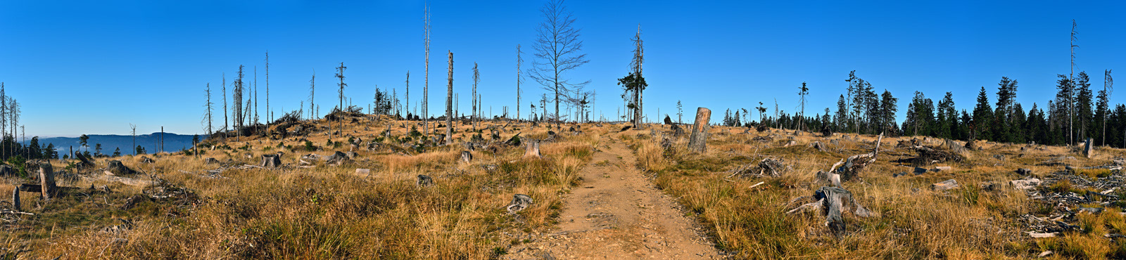 Windwürfe am Falkenstein| Bayerischer Wald