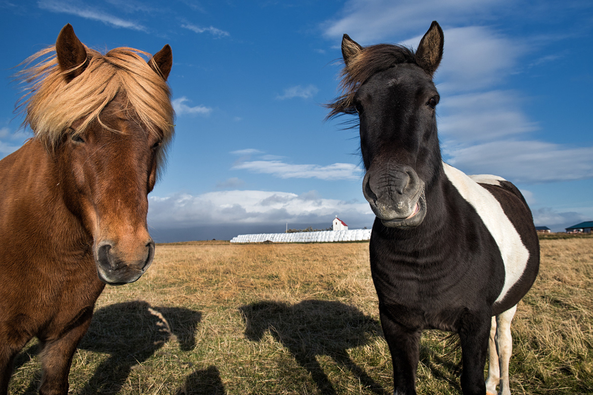 Islandpferde