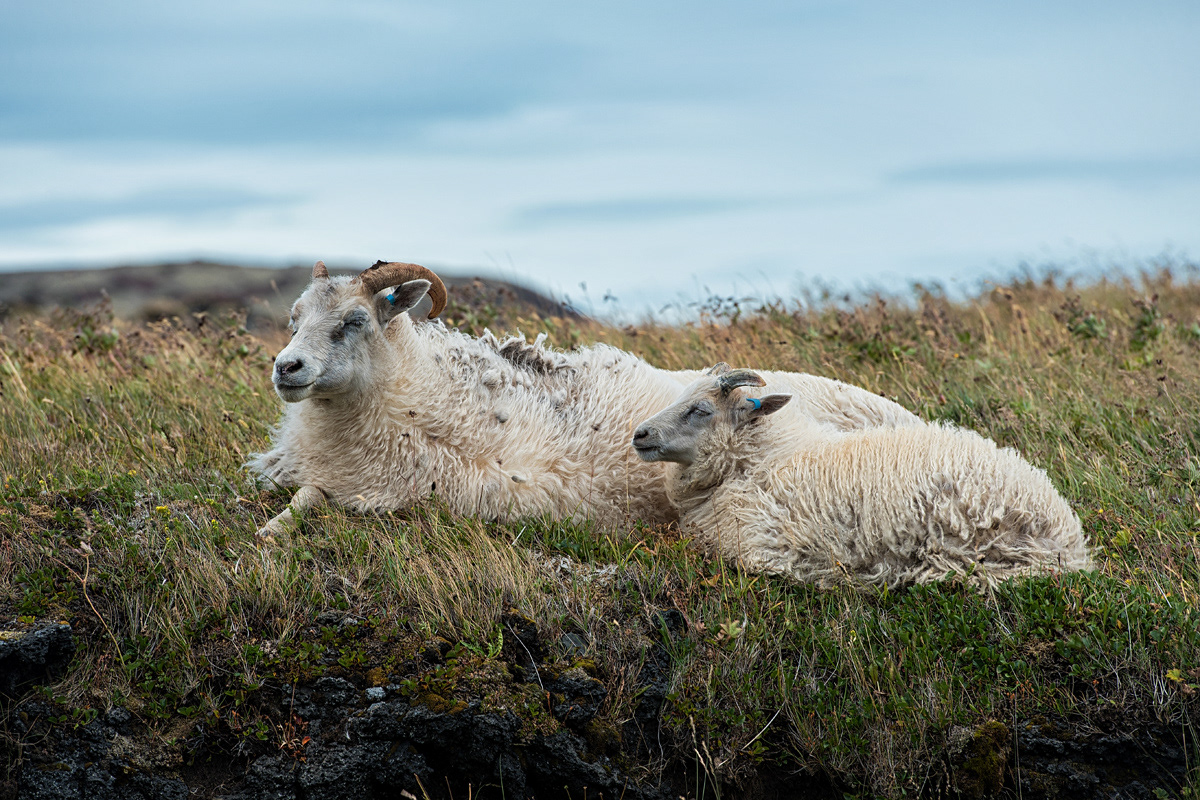 Islandschafe