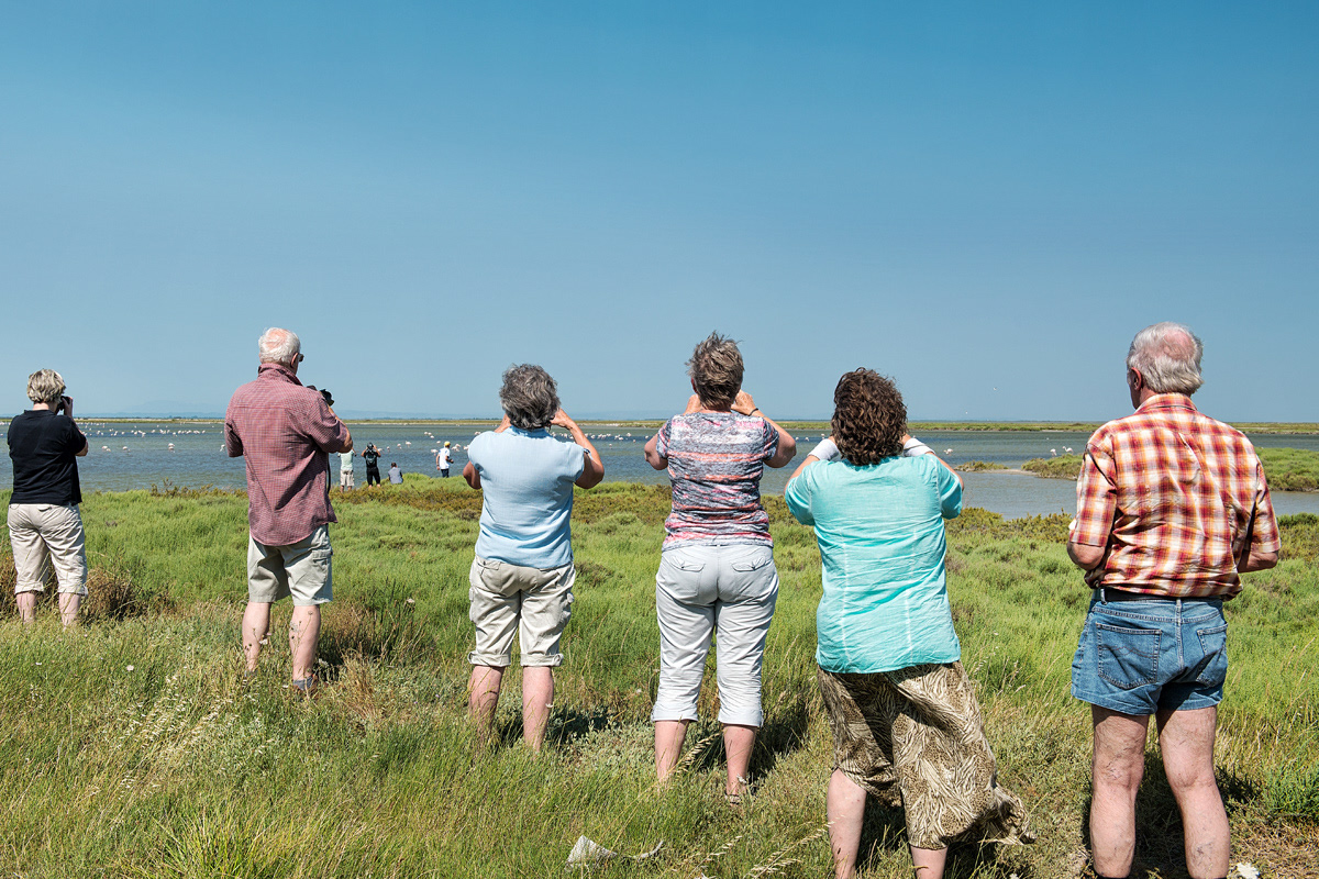 Beobachtung Flamingos Camargue