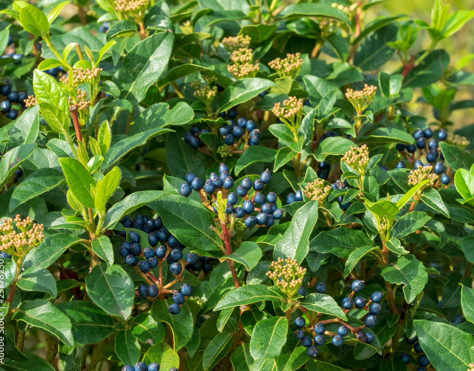 Decobush - La flore. Arbustes sauvages et d'ornements en images ...