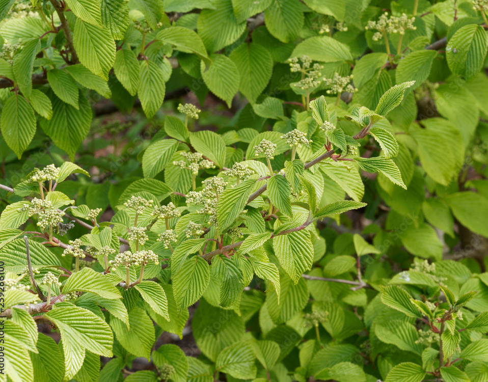 Decobush - La flore. Arbustes sauvages et d'ornements en images ...