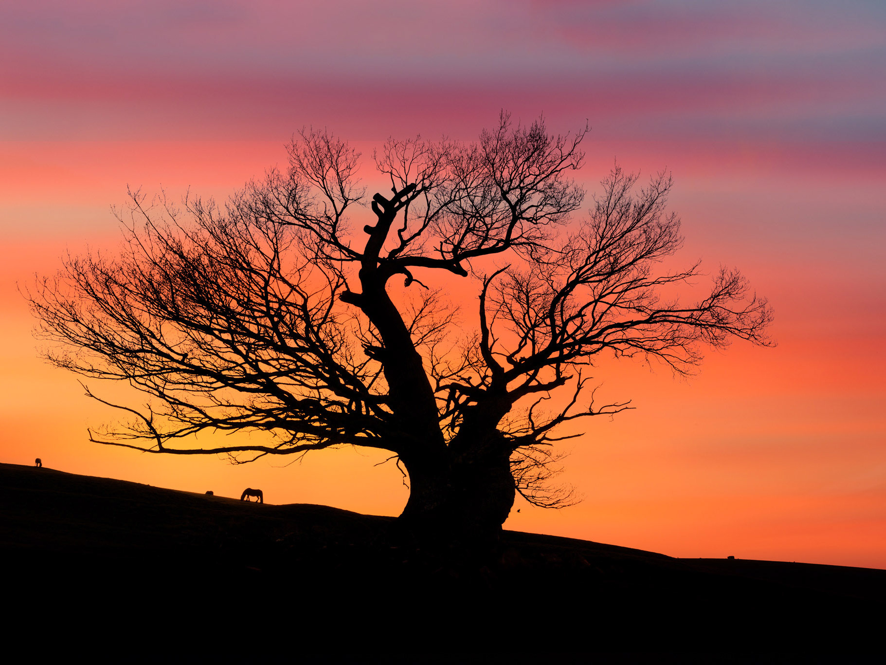 Brian Graney Trees