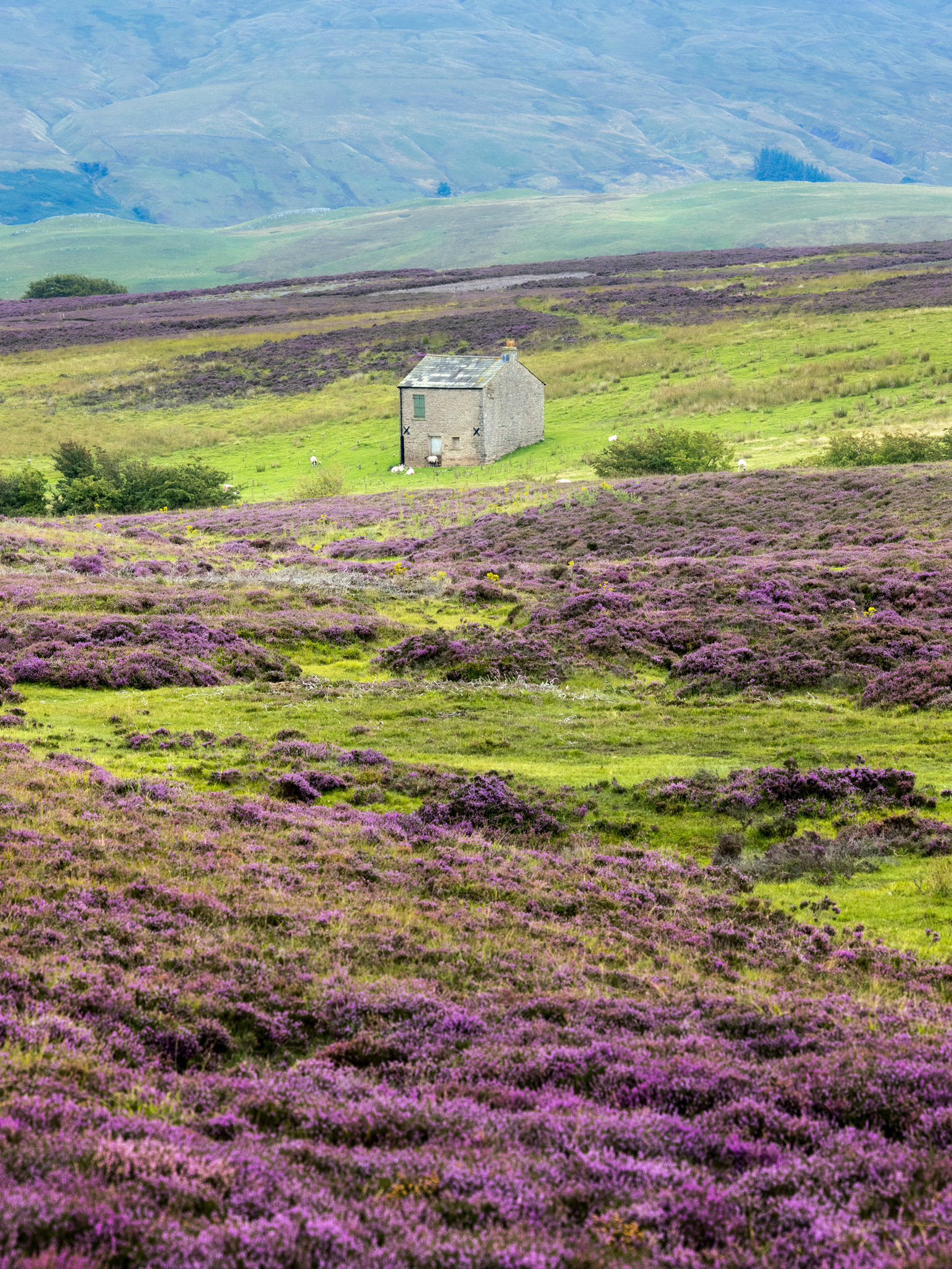 Ash Fell heather