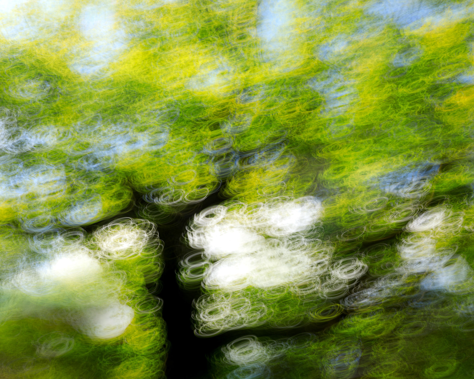 Oak tree impressions