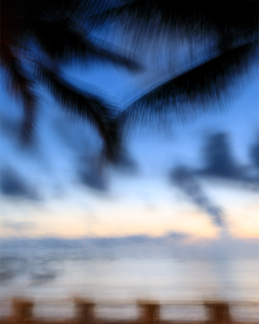 Palm wings