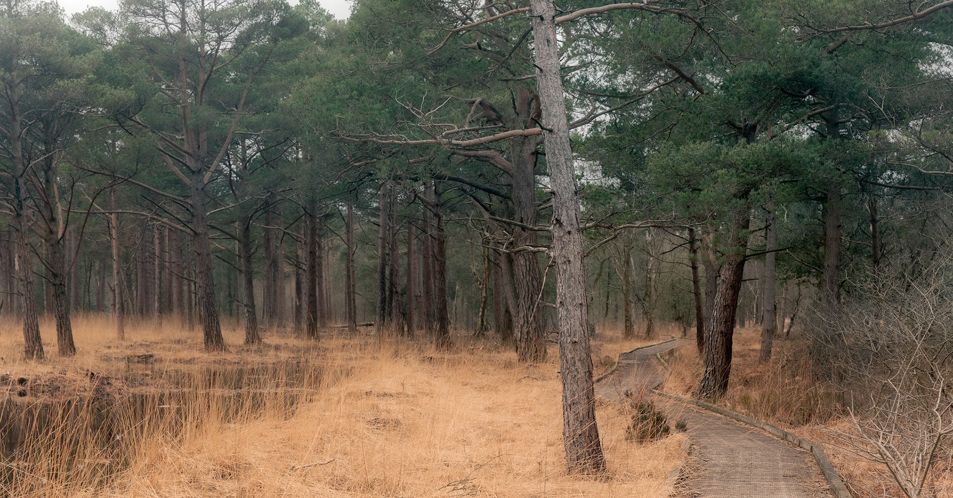 Roudsea woods