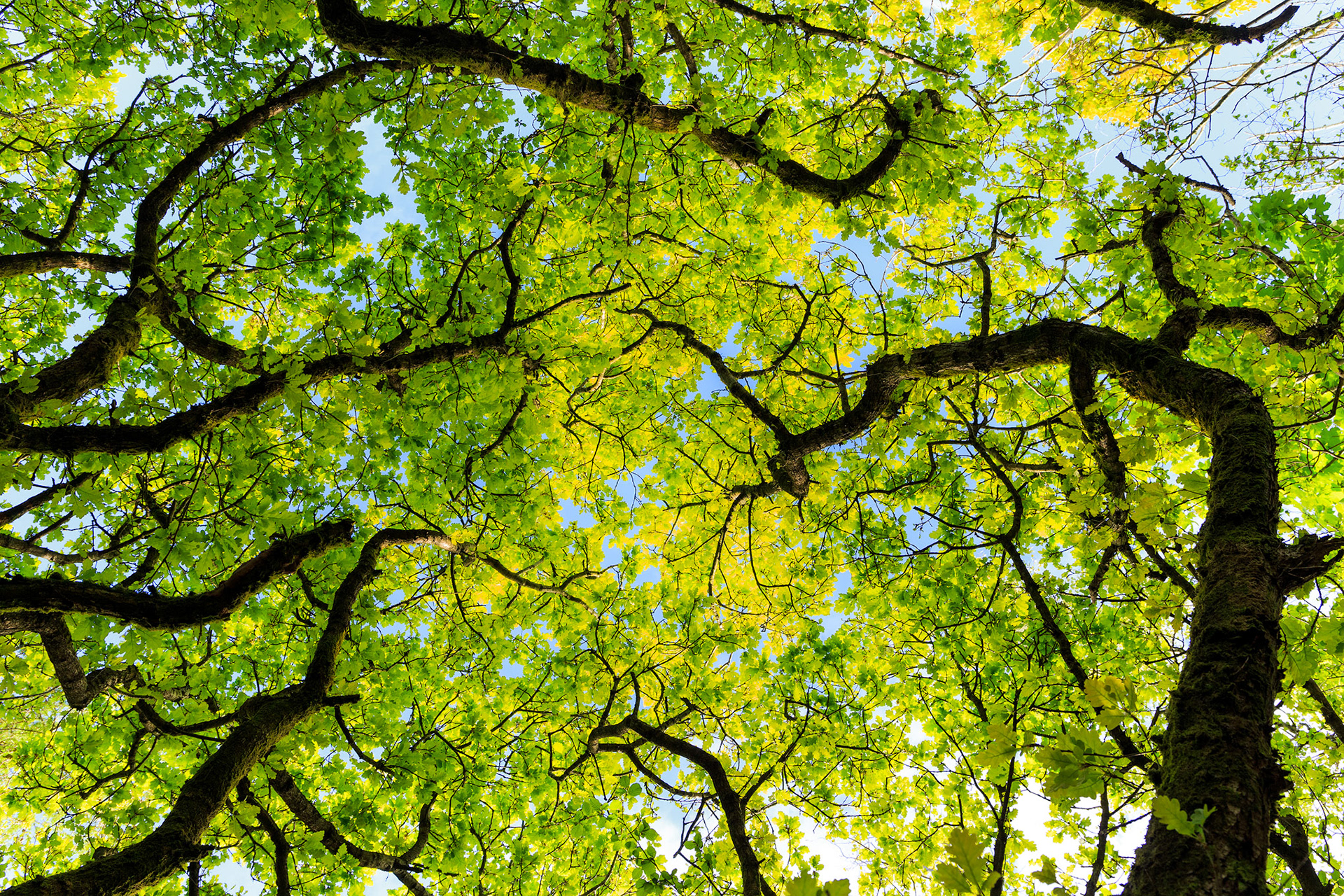 Norton Priory oaks