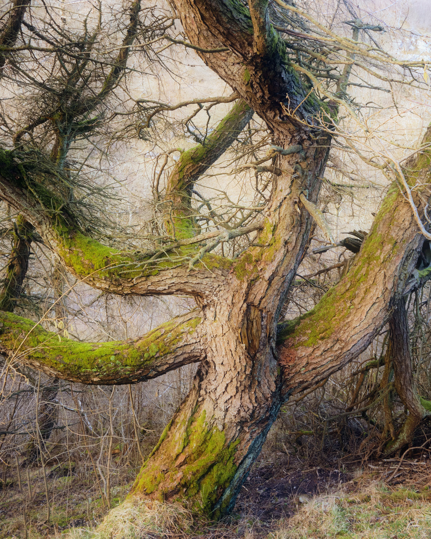 Smardale Pine