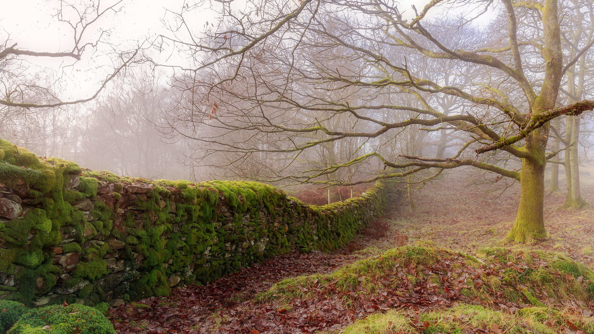 Seatle woods, Cartmel