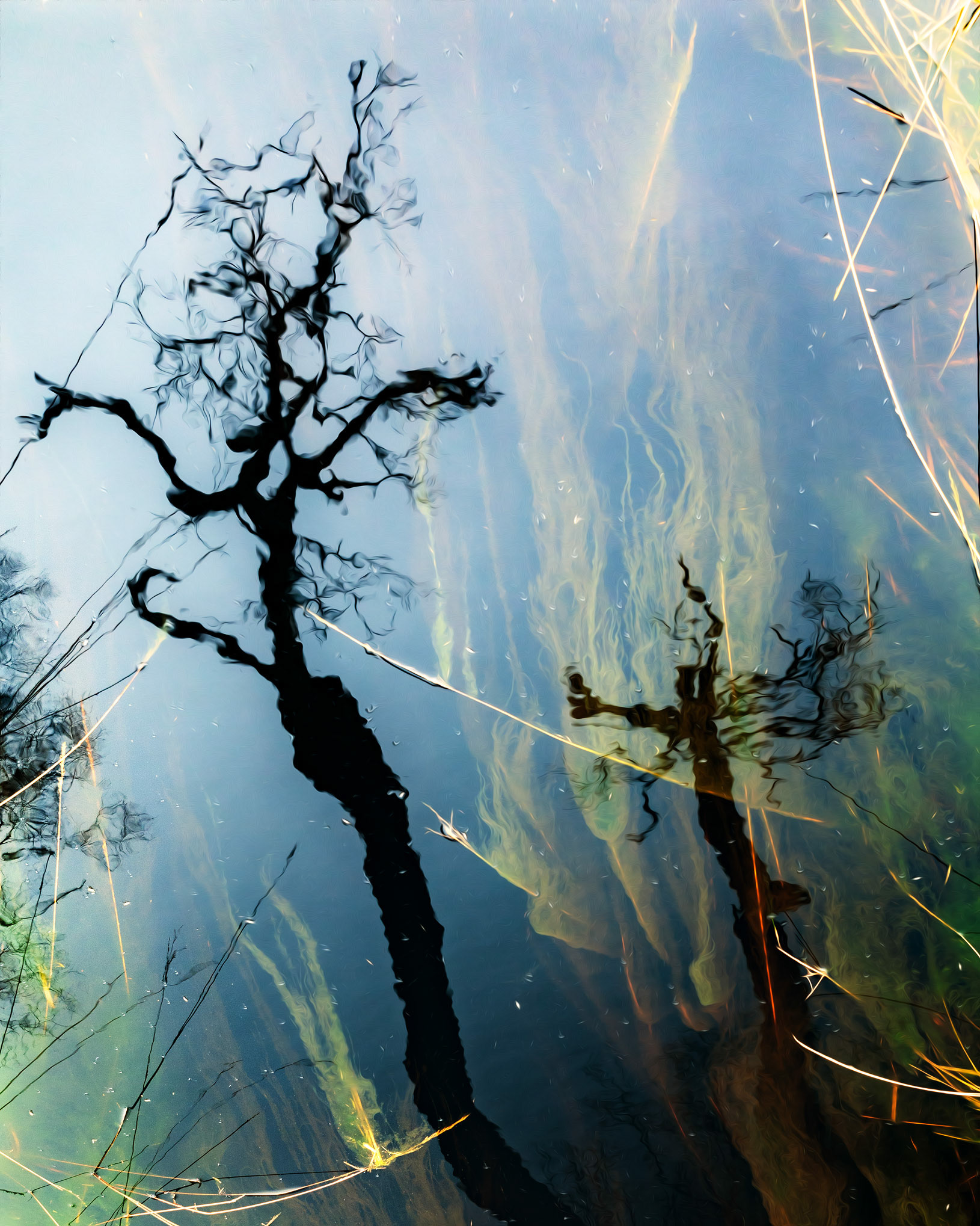 Roudsea woods