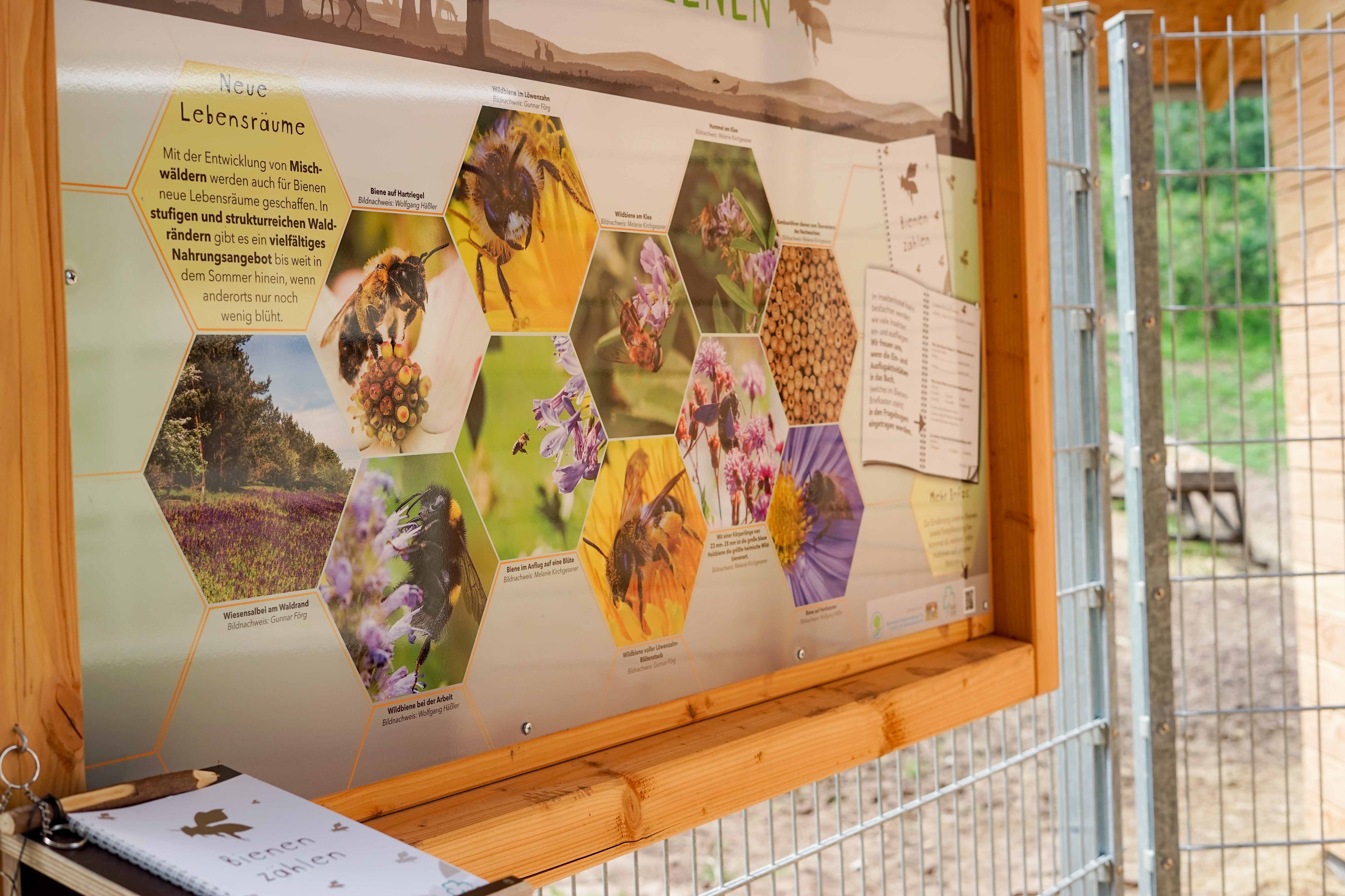 Wildbienen und Bienenzählbuch