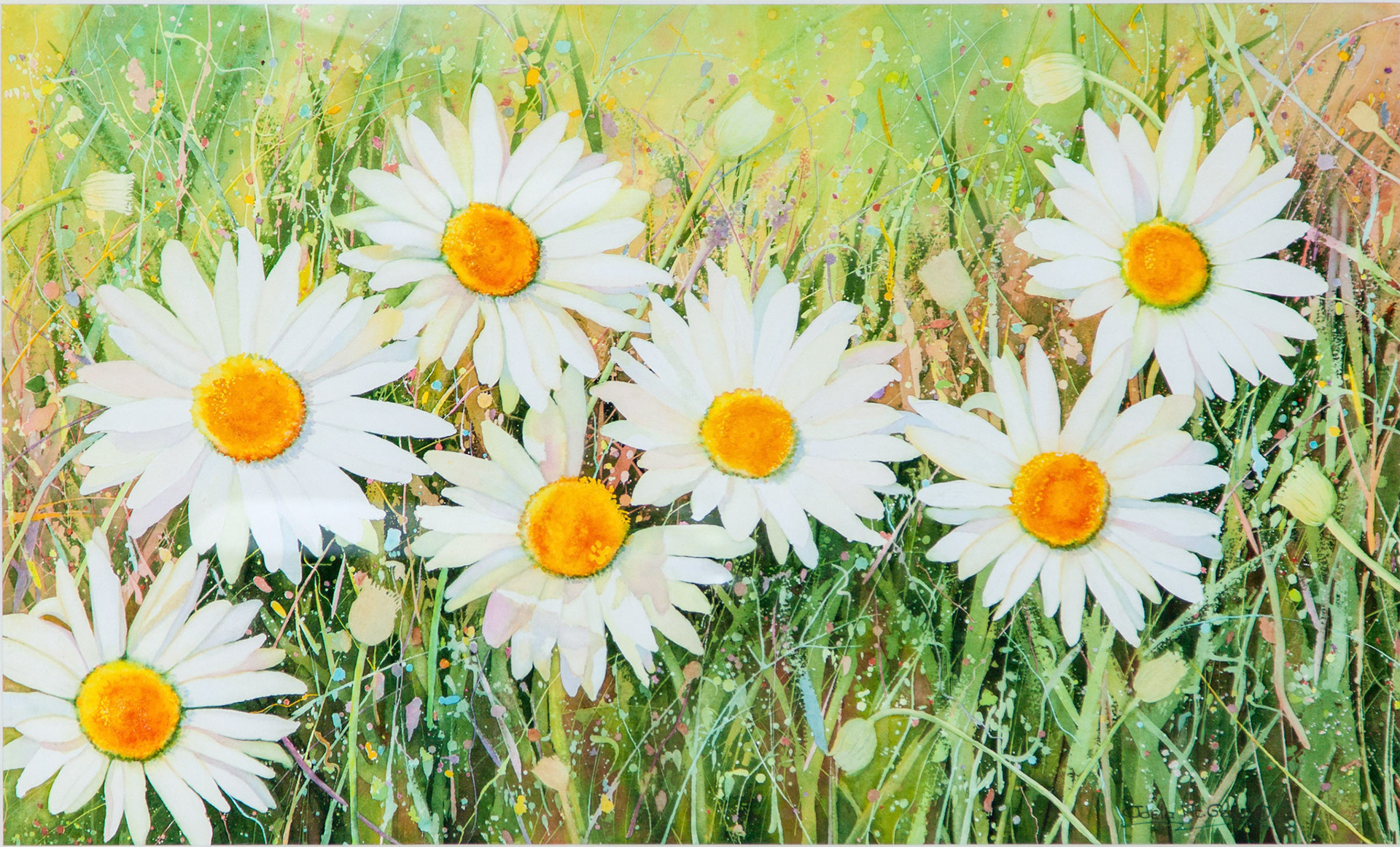 Daisies