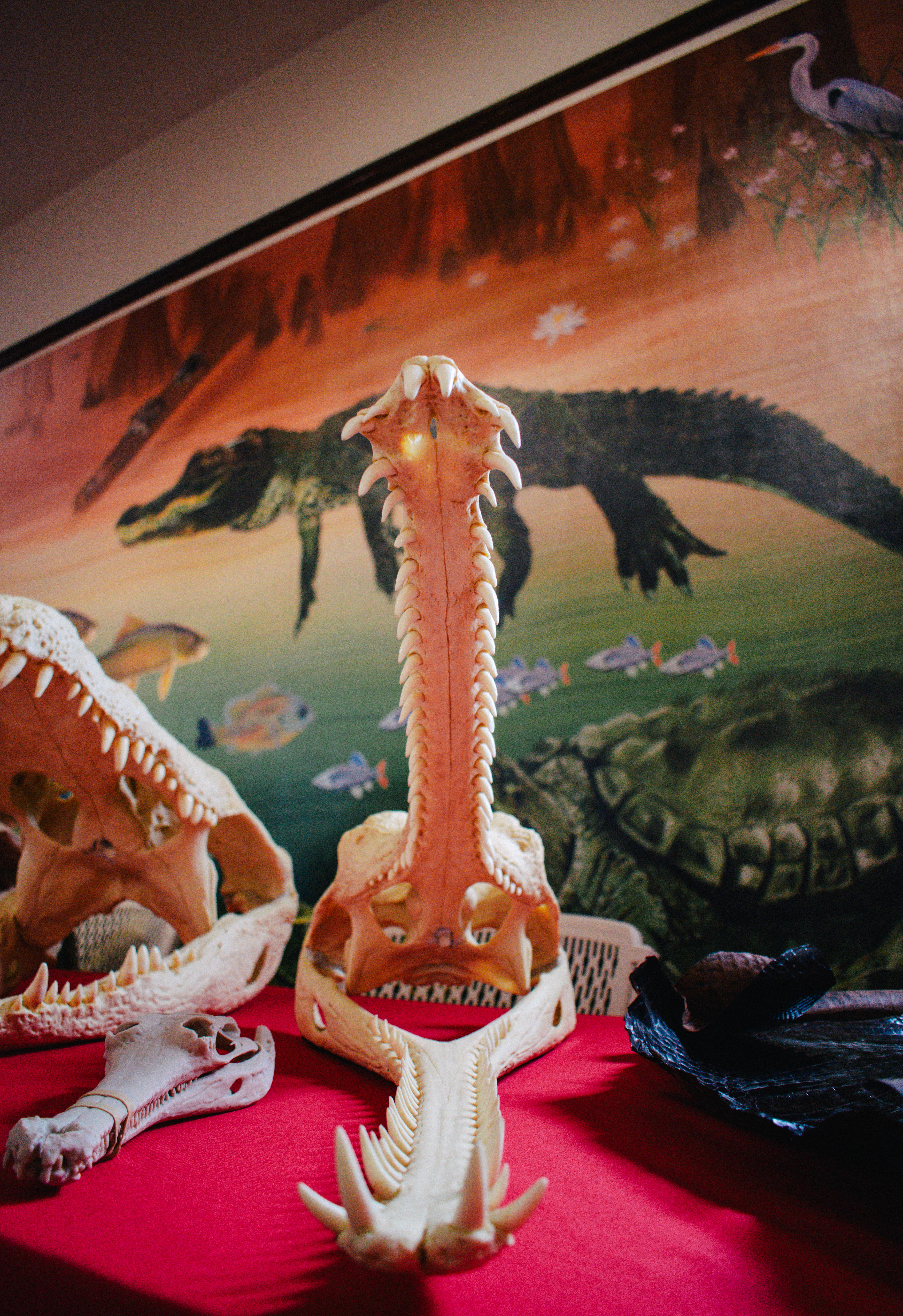 Alabama Museum of Natural History | Alabama Fossil Fest 2025 | Nikon D3400 