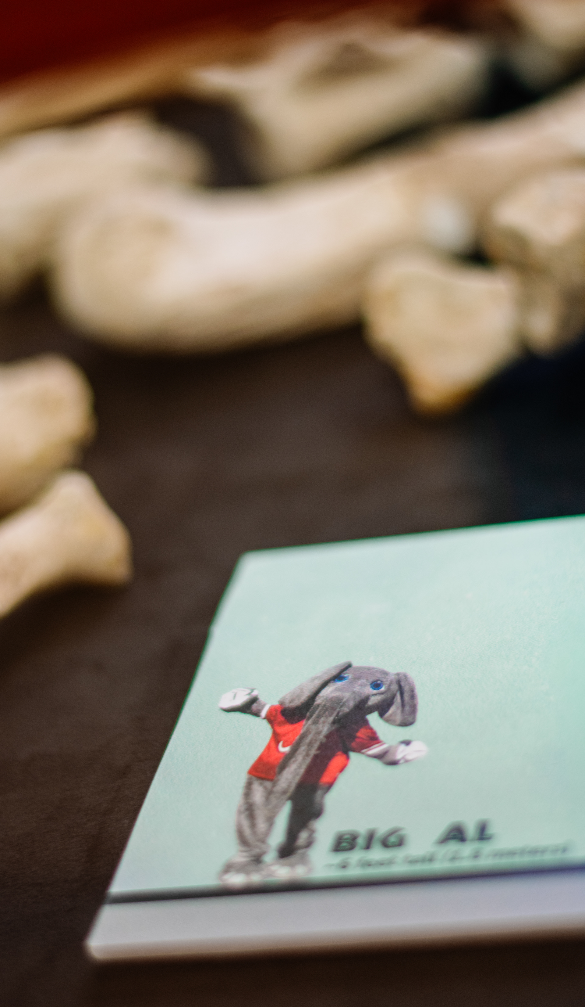 Alabama Museum of Natural History | Alabama Fossil Fest 2025 | Nikon D3400 