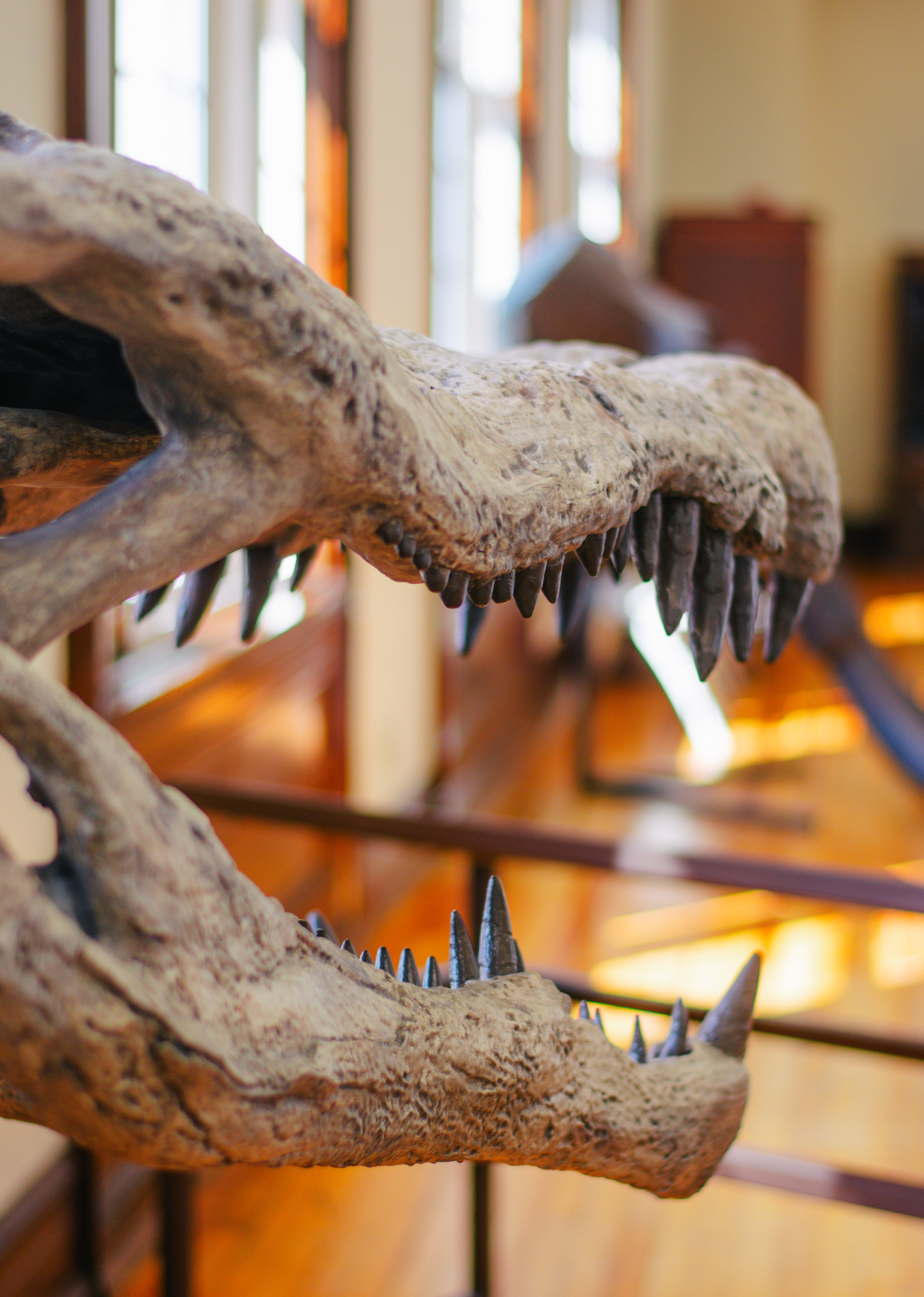 Alabama Museum of Natural History | Alabama Fossil Fest 2025 | Nikon D3400 