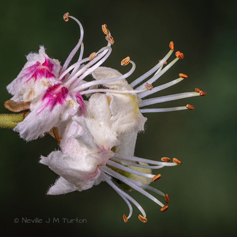 Horse Chestnut 2 (s) (21)