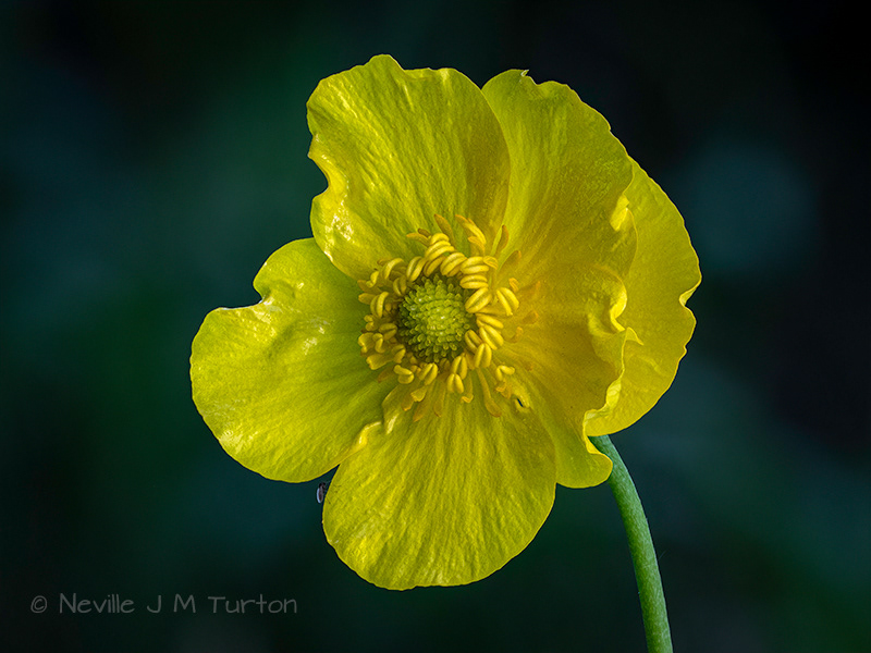 Greater Spearwort (17)