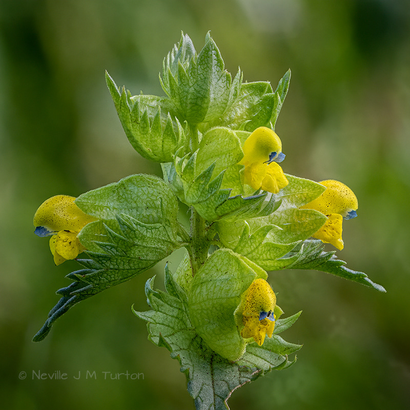 Yellow Rattle (25)