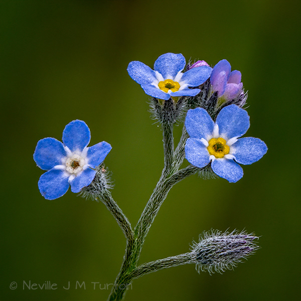 Forget-Me-Not (12)