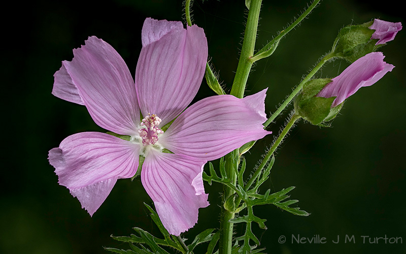 Musk Mallow (20)