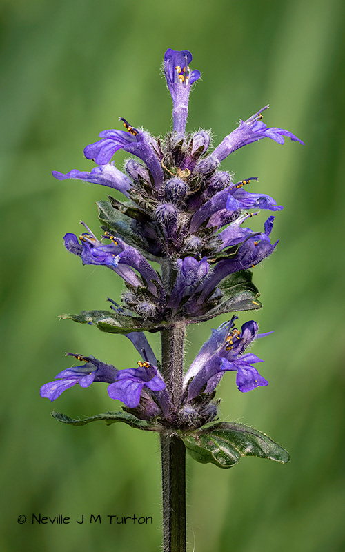 Selfheal (17)