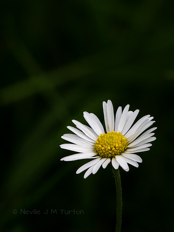 Common Daisy (17)