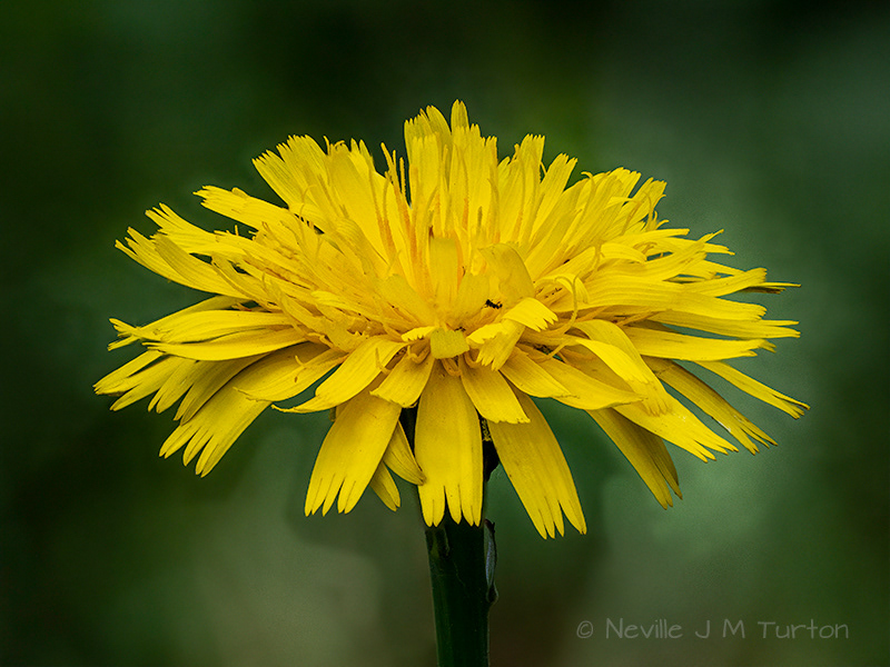 Hawkweed (27)