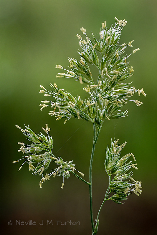 Cock's Foot Grass (16)