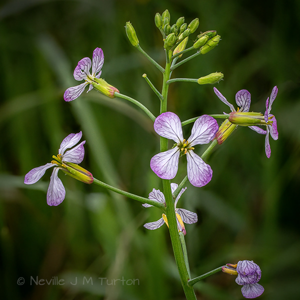 Wild Radish (23)