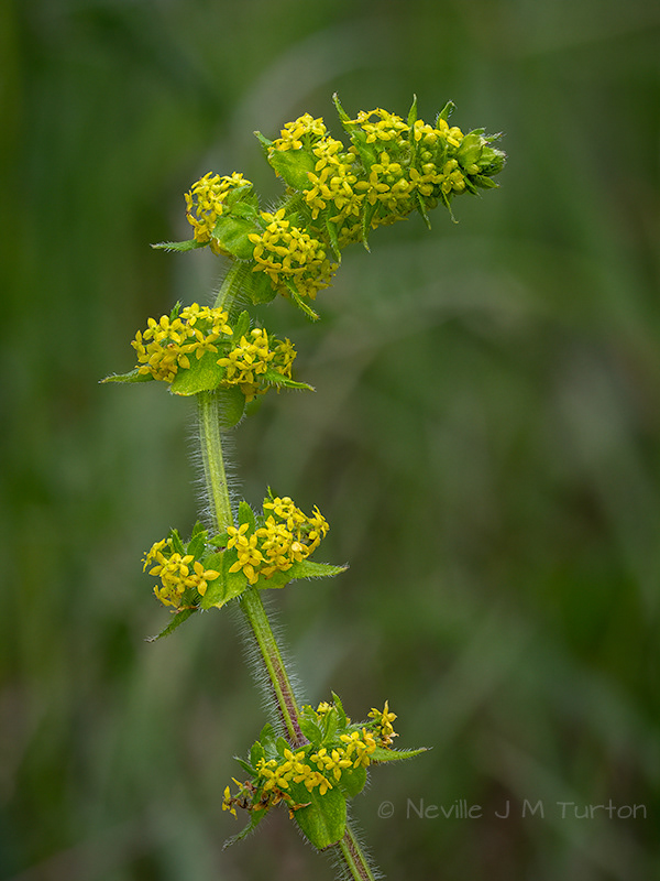 Lady's Bedstraw (11)