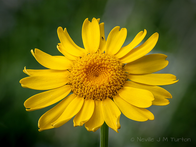 Hawkweed (23)