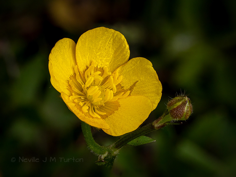 Creeping Buttercup (36)