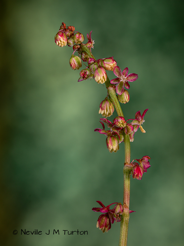Common Sorrel (32)