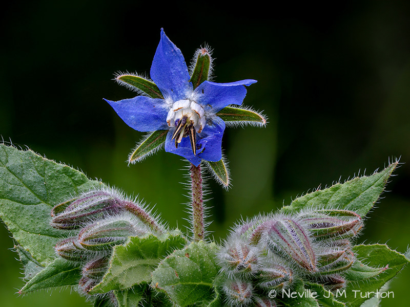 Borage (29)