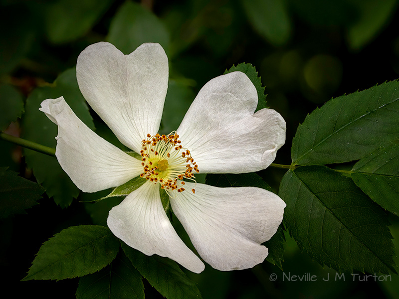 Field Rose (18)