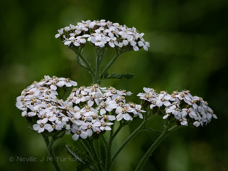 Yarrow (21)
