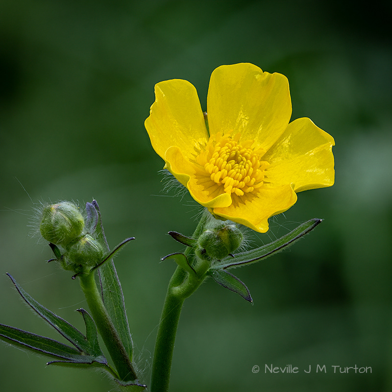 Field Buttercup (26).