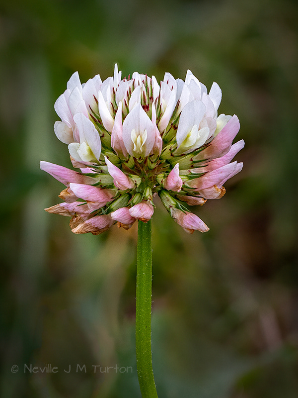 White Clover (17)