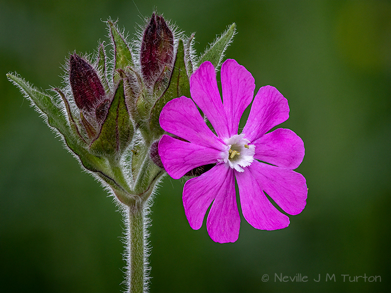 Red Campion (25)